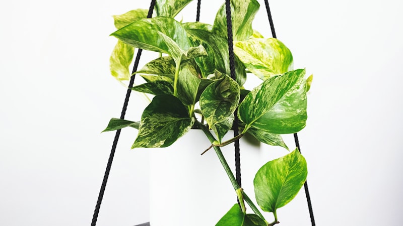 欧洲冠军联赛足球比赛高清直播画面